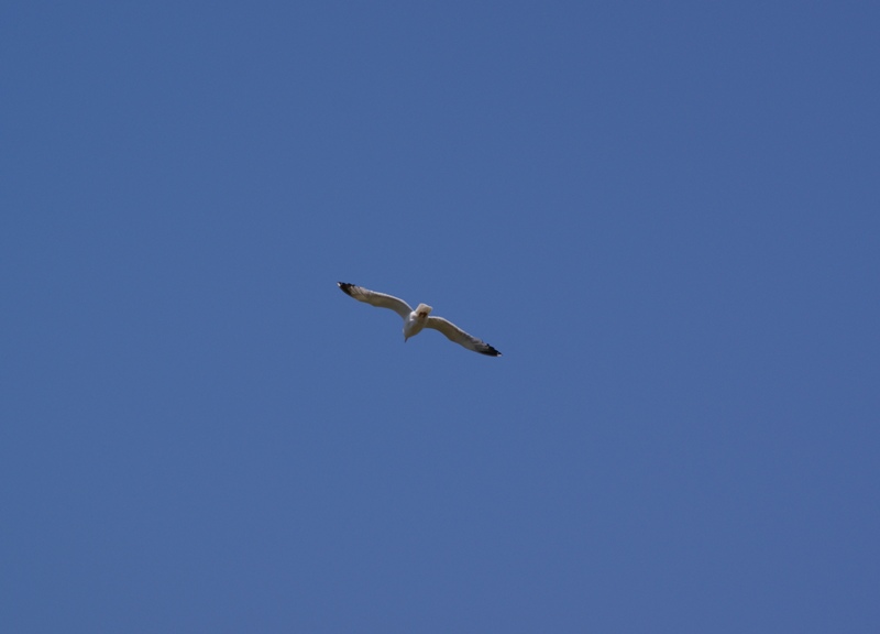DSC00081.JPG