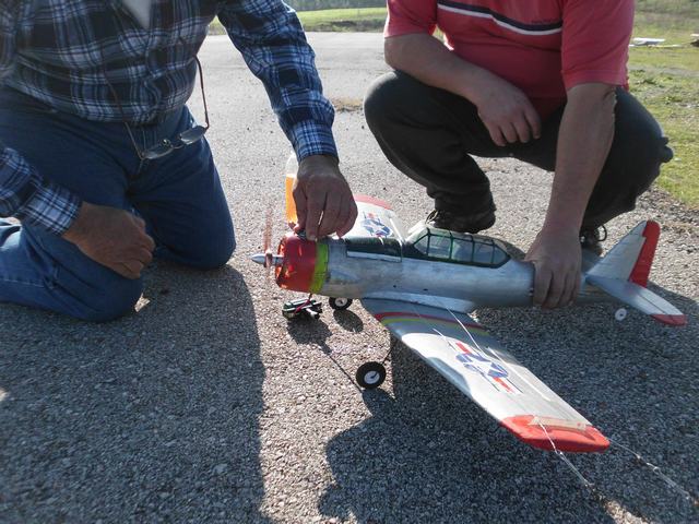 Tithorea-Pita-2014 (9).JPG