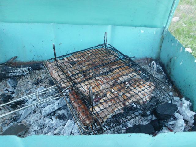 Tithorea-Pita-2014 (14).JPG