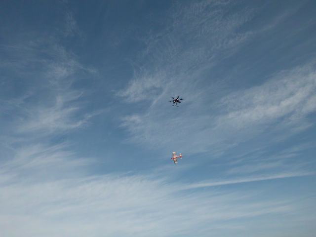 Tithorea-Pita-2014 (39).JPG