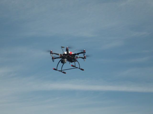 Tithorea-Pita-2014 (42).JPG