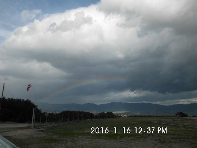 Tithorea_Pita_16 (4).JPG