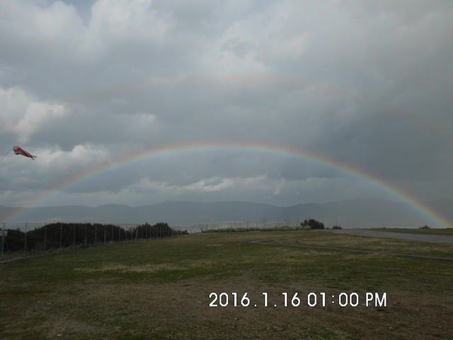 Tithorea_Pita_16 (7).JPG