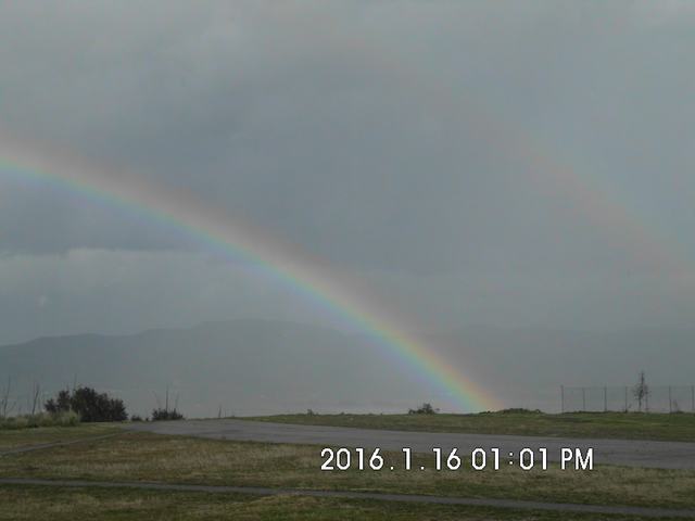 Tithorea_Pita_16 (8).JPG