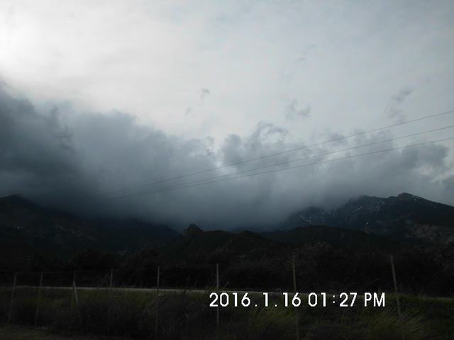 Tithorea_Pita_16 (13).JPG