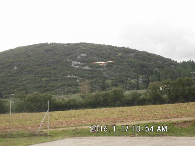 Tithorea_Pita_16 (22).JPG