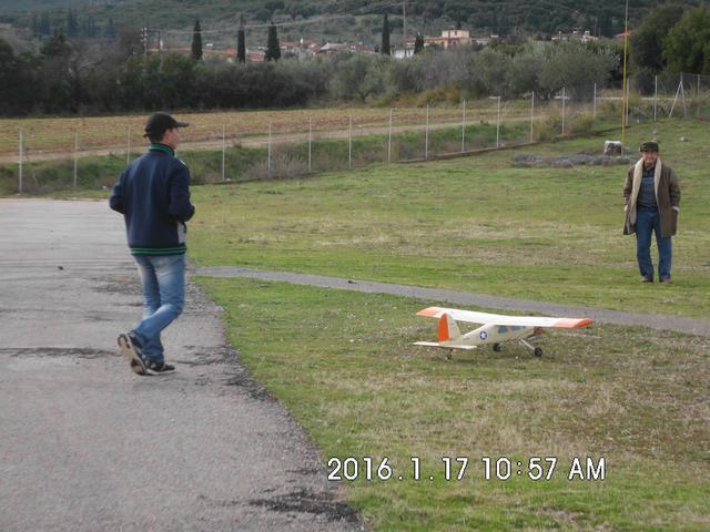 Tithorea_Pita_16 (27).JPG